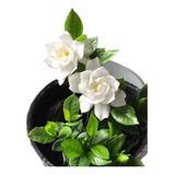 Planta Gardenia Augusta , Jazmin Del Cabo 15ts