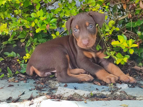 Cachorros Doberman 