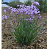 Flor De Ajo Tulbaguia Violeta Tubalghia Planta Ornamental