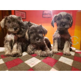 Cachorros Schnauzer Minis H Y M Con Cartilla 