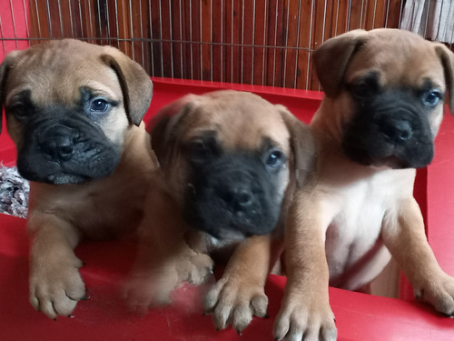 Cachorros Raza Bullmastiff