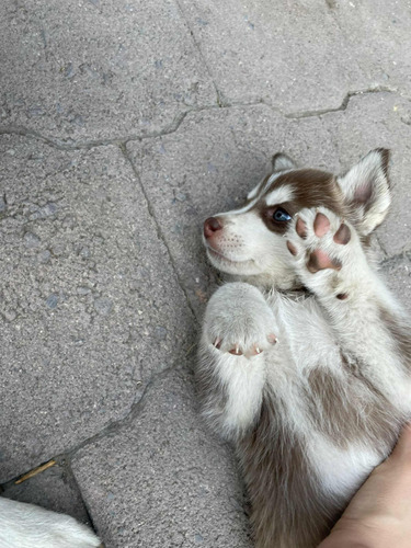 Cachorros Husky 2 Meses