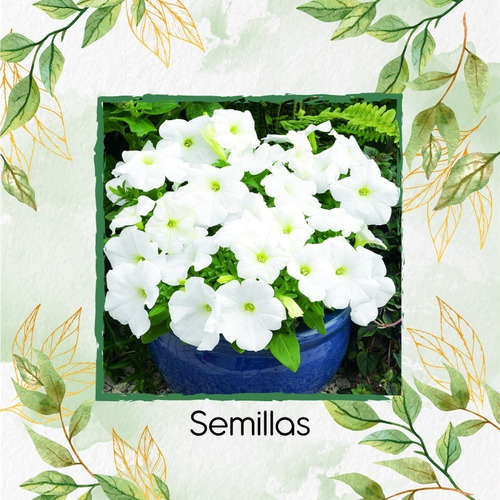 160 Semillas Flor Petunia Enana Blanca  + Obs Germinación