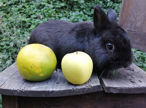 Hermoso Conejo Enano