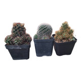 Plantas Cactus Para Decorar Variados En Matera P7