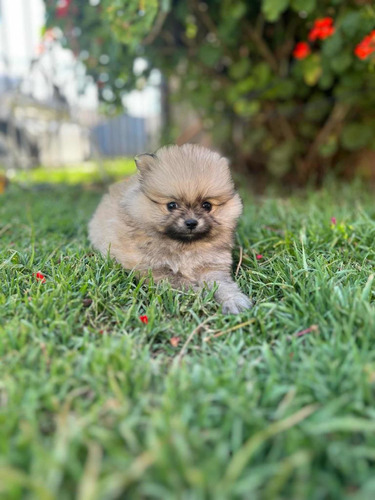 Pomeranias Lulu