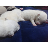 Vendo Cachorros Samoyedo Machos Y Hembras