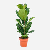 Pandurata Ficus De 80 A 90 Cm : Hojarasca Plantas :