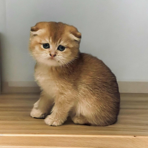 Gatita Escocesa Scottish Fold Lista Para Entregarse