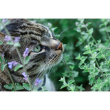 100 Semillas Planta De Nepeta Cataria, Catnip + Regalo