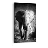 Cuadro  Canvas Moderno Elefante Blanco Y Negro 90x120cm