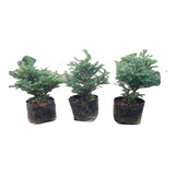 Lote 5 Juniperos Para Bonsai Chamaecyparis Boulebard 