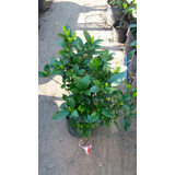 Jazmin Del Cabo Planta Exterior Envase 10 Lts. - Envios