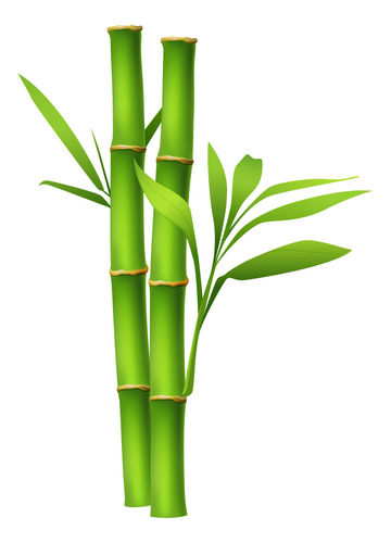 Caña De Bambu En Terron Cerco Vivo Incomparable