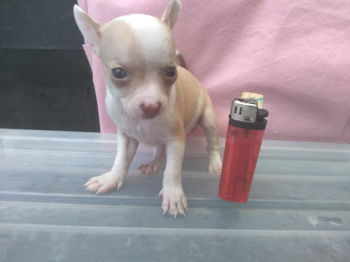    Cachorra Chihuahua Hembra Tacita Miniatura Bolsillo 