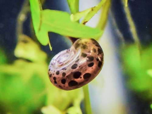 10 Unidades Caramujo Ramshorn Leopardo [guppy Betta Discus]