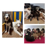 Husky Cachorros Hermosos Disponible En Cali