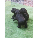 Cachorros Schnauzer Gigante Hembras