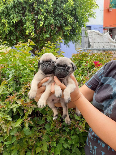 Pug Cachorros