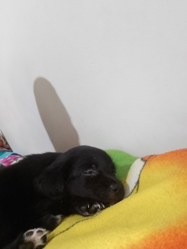 Cachorrita Enrrazada Beagle Limón Con Labrador 