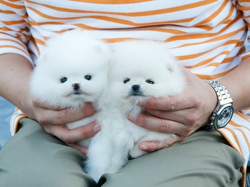 Filhotes Teacup Lulu Da Pomerania Spitz Alemão Peludinhos