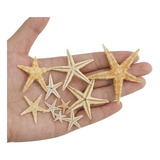 Decoración De Estrella De Mar Natural Para 100 Piezas 1-5cm