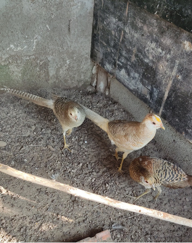 Casal De Faisão Canário 