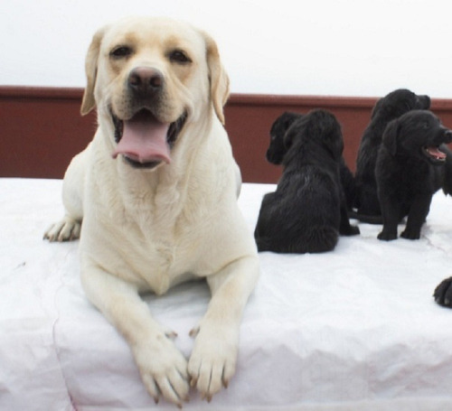 Labrador Súper Cachorros - Padres Con Pedigrí Fcm