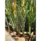 Sansevieria Espada De San Jorge Lengua De Suegra 4 Plantas 