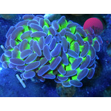 Coral Hammer Radioactivo Verde Con Puntas Moradas