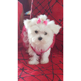 Bichon Maltesa Manto De Seda Preciosura+envioss