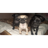 Cachorros Pug Machos Negro Y Beige Disponible.