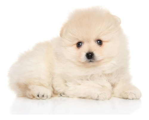 Cachorros Pomerania Mini Lulu Perros En Venta Armenia 