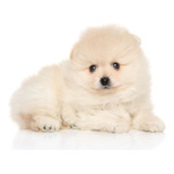 Cachorros Pomerania Mini Lulu Perros En Venta Armenia 