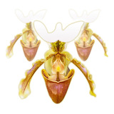 Orquídea Sapatinho (paphiopedilum Insigne) - 3 Mudas Adultas