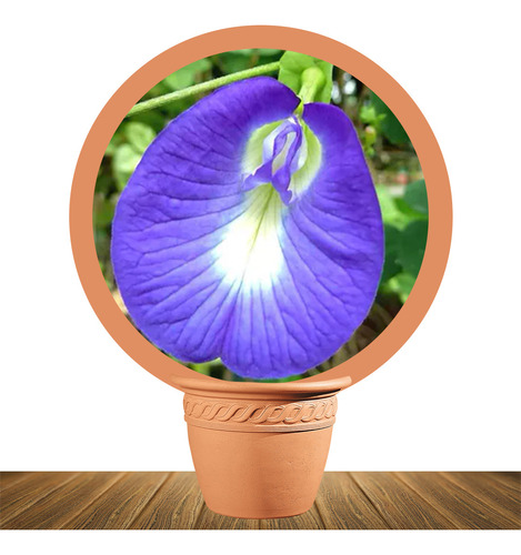 Semillas De Clitoria Ternatea Butterfly Pea X30 Semillas