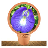 Semillas De Clitoria Ternatea Butterfly Pea X30 Semillas