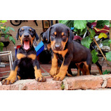 Doberman (perrosderaza)