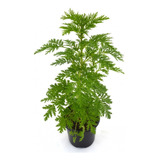 30 Sementes Artemisia Annua Erva Medicinal Para Mudas 