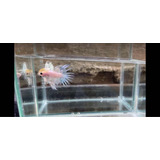 Peixe Betta Ct Crowtail Casal