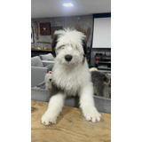 Filhote Old English Sheepdog