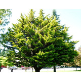 15 Semillas Árbol Ciprés De Monterrey, Cupressus Macrocarpa