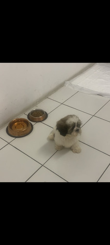 Vende-se Filhote De Shih Tzu Macho