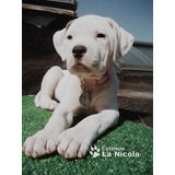 Cachorro Dogo Argentino 15