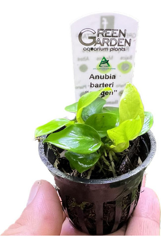 Anubia Golden Planta Acuática Fácil Green Garden