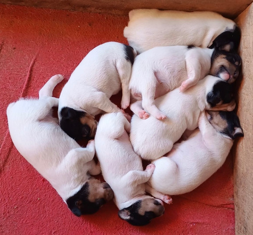 Cachorros Terrier Chileno