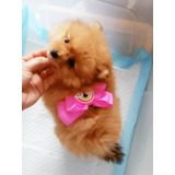 Pomerania Pomsdamadogs Cachorra Naranja 