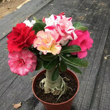 Rosas Del Desierto Adenium Obesum Varigados, 6pzs