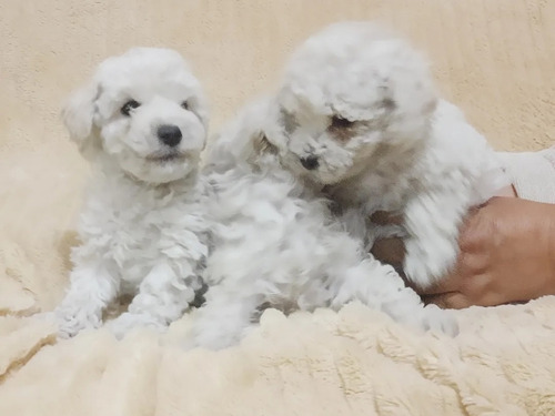 Hermosos Cachorritos Poodle Toy Disponibles 