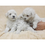 Hermosos Cachorritos Poodle Toy Disponibles 